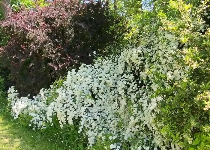 Lejlighed Pietra Corva - Monticello *